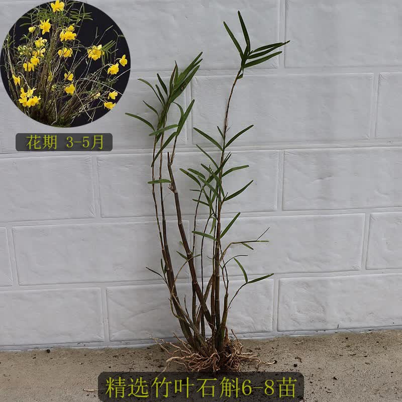 mivm姬竹叶石斛 盆景观赏杈枝细叶石斛兰附生吊兰花卉 绿植盆栽 裸根