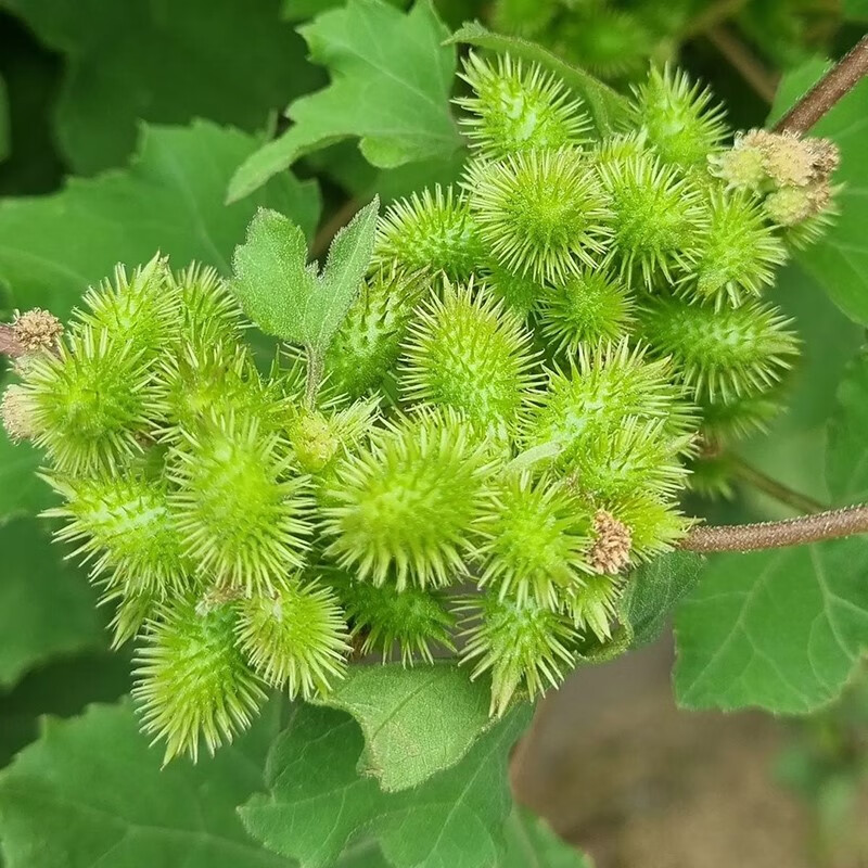芗苒种子老苍子种籽去子种孑 红色