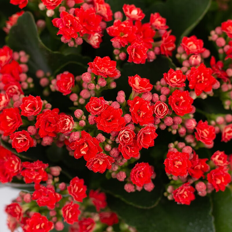 满江红带花苞 肥料 含加仑盆