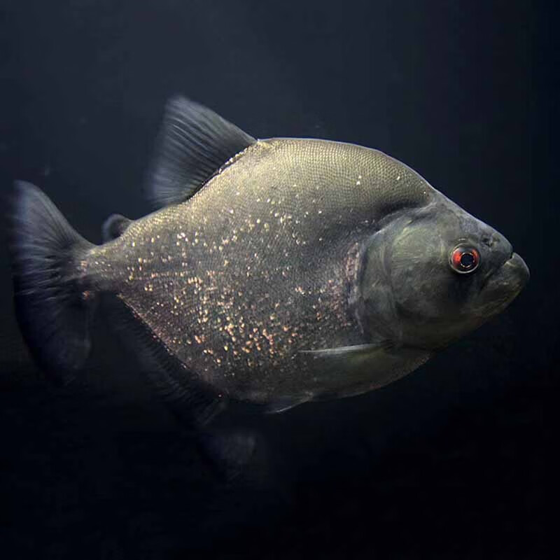 肉食性秘鲁黑食水虎活体辛古黄钻凶猛热带淡水风水鱼包活 密鲁黑3-4cm