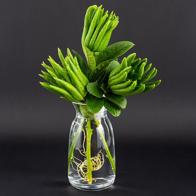 素蜜【带枝水养水培】金华佛手柑佛手鲜果新鲜香橼观赏清供佛闻香插花