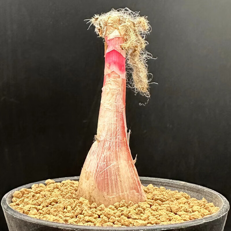 块根多肉植物金刚钻弹簧草gethyllis setosa球茎鳞茎宽叶毛叶 金刚钻