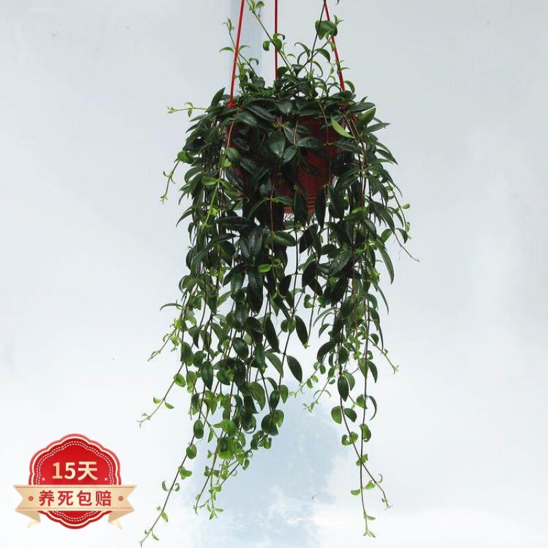 蝴蝶之舞 吊兰系列花卉阳台垂吊绿植盆栽口红吊兰美化空气植物 柳叶