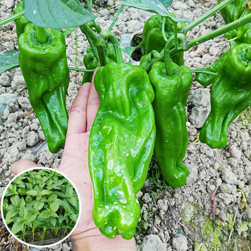 寿禾 薄皮椒苗子菜苗春冬季带土蔬菜秧苗 薄皮辣椒苗24棵