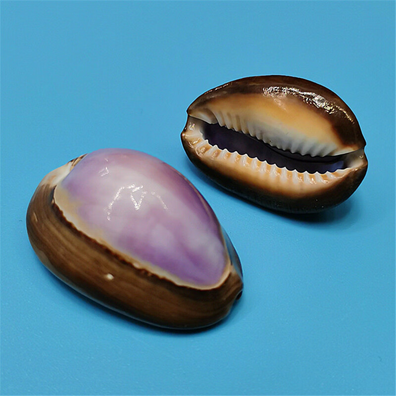 鱼缸水族造景装饰地中海家居收藏小摆件精致 紫色紫贝宝螺3厘米1个