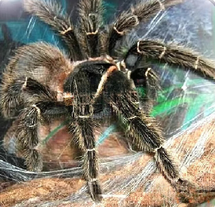 采缇宠物蜘蛛巴西所罗门蜘蛛所罗门活体宠物蜘蛛网红蜘蛛超大体型新手