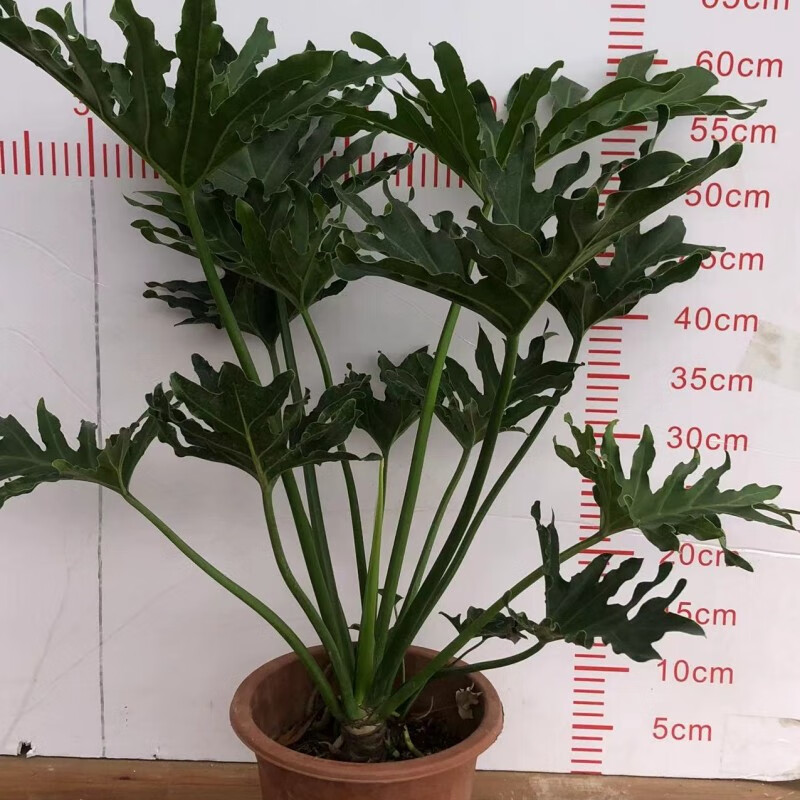 文枝春羽大盆栽植物龙鳞杆水培老桩室内小天使绿植龟背竹耐阴观叶植物