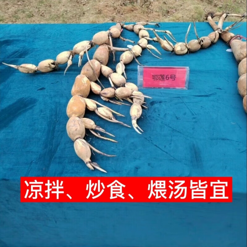思取正宗鄂莲6号可食用新鲜莲藕种苗脆藕苗四季莲藕 6号藕苗3棵
