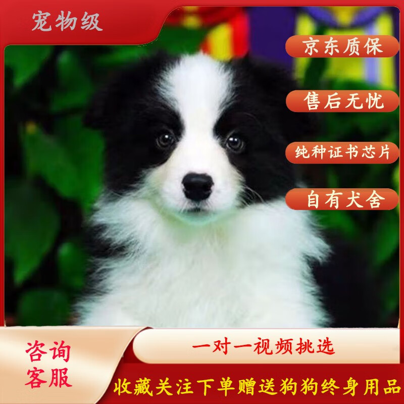 纯种边境牧羊犬幼犬狗狗活体边牧幼犬 颜色可选全国发货 宠物级 公