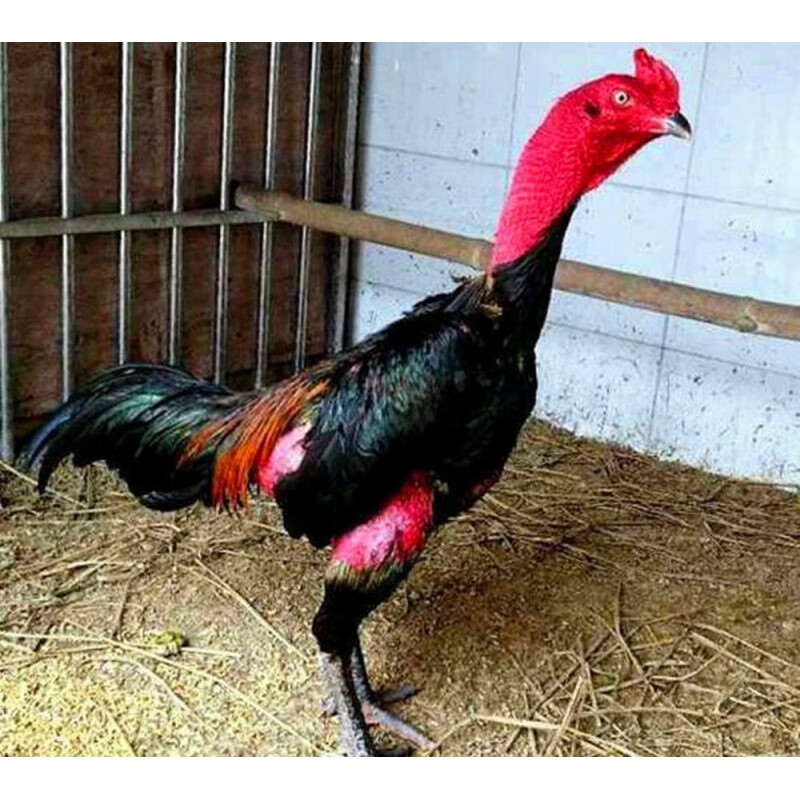 纯种盖沙斗鸡活体越南鬼子鸡成年鸡泰国斗鸡中原斗鸡活体包活到家