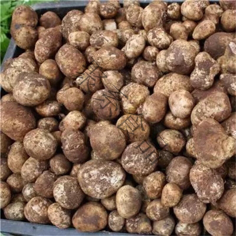 云南新鲜马皮泡新鲜马勃菌马粪包马屁包鸡枞山珍菌菇 1000g