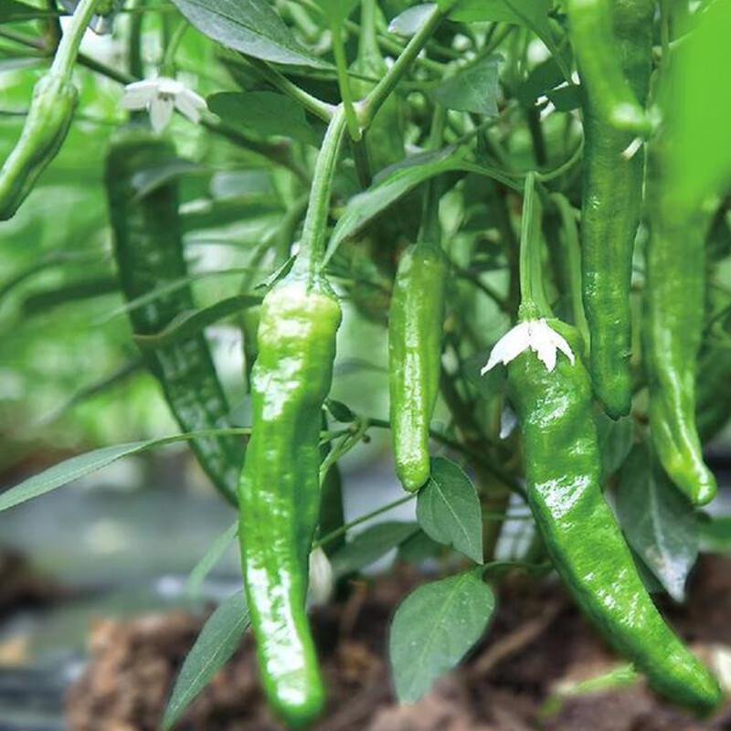 米囹【绿色种植】正宗樟树港辣椒精品1斤装新鲜现摘农家自种现摘现发