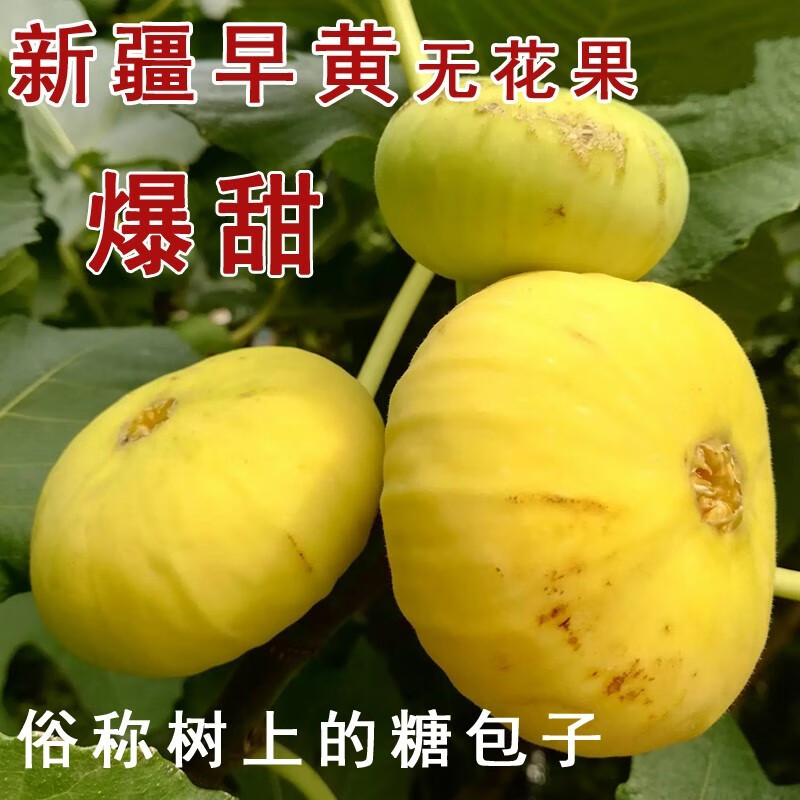 莲黛新疆阿图什早黄无花果2斤装顺丰新鲜现摘现发黄皮水果树上糖包子 1箱尝鲜装（净重2斤） A+级特级果怎么看?