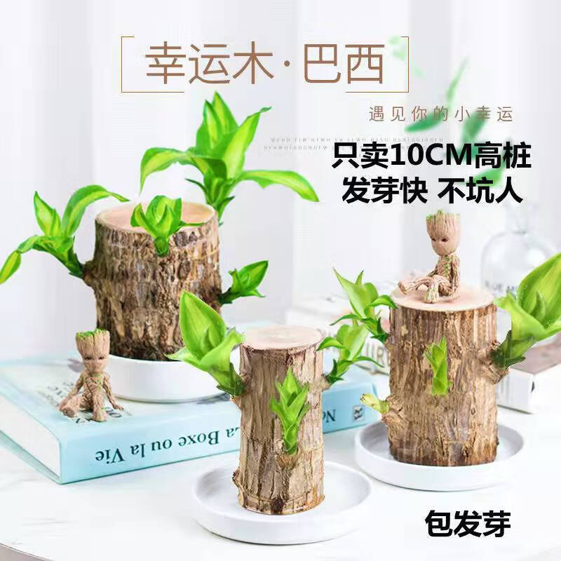 ying)装饰摆件巴西木水养幸运木水培花卉室内阳台绿植盆栽幸运木 巴西