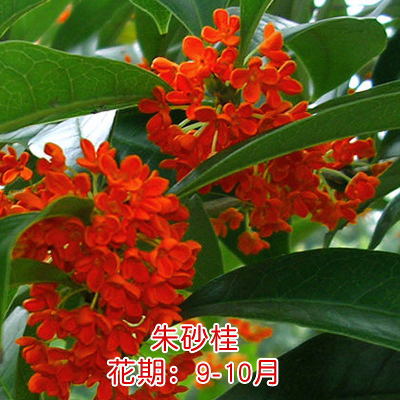 室内四季开花植物浓香型嫁接金桂丹桂沉香桂四季种植 朱砂桂【浓香型