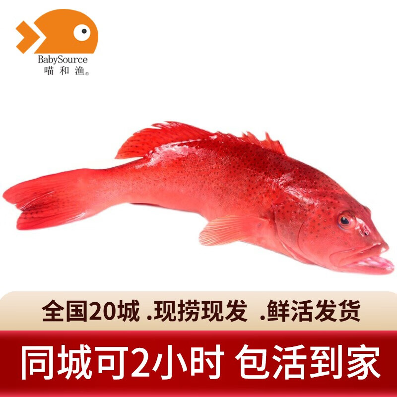 喵和渔【活鲜】鲜活东星斑活鱼海鲜水产鱼类活鲜 1.3-1.5斤/一条