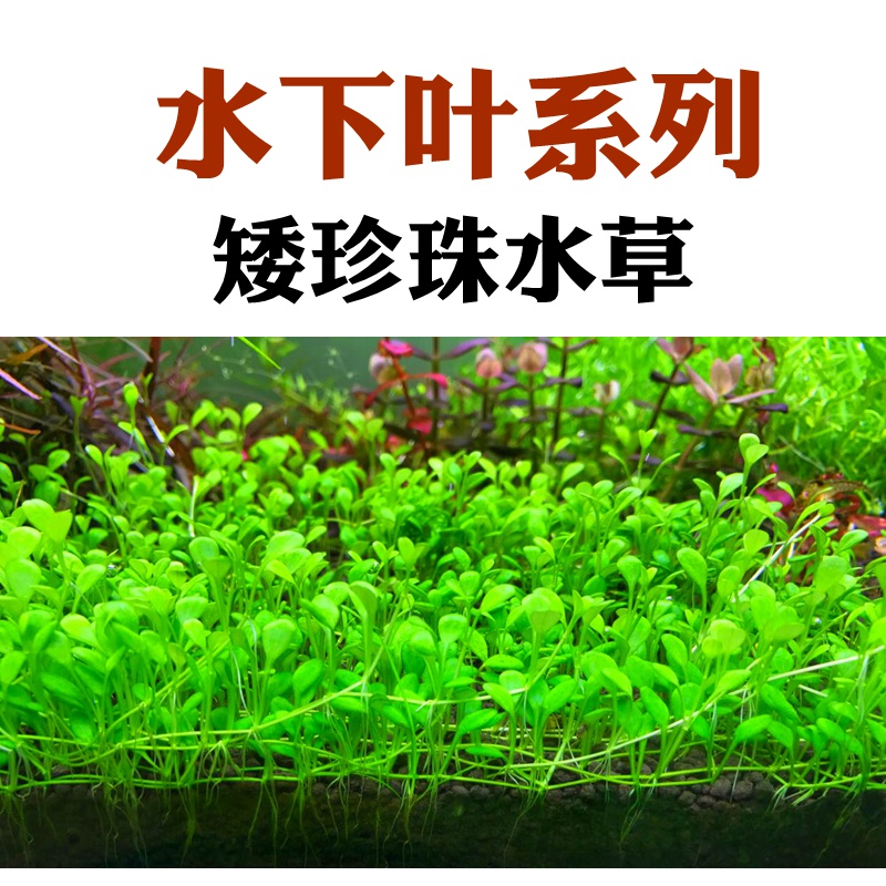 再宠鱼缸前景草水草活体趴地爬地矮珍珠挖耳牛毛毡迷你矮天湖葵水晶莫斯7 5cm网片 虎窝购 再宠鱼缸前景草水草活体趴地爬地矮珍珠挖耳牛毛毡迷你矮天湖葵水晶莫斯7 5cm网片 虎窝购