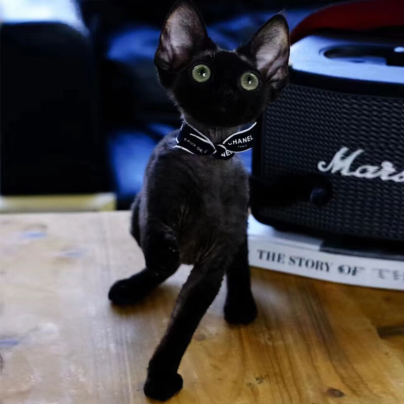喵然心动 德文卷毛猫宠物猫咪活体幼猫幼崽国王猫不掉毛智商高 宠物级 纯黑德文卷毛猫属于什么档次？