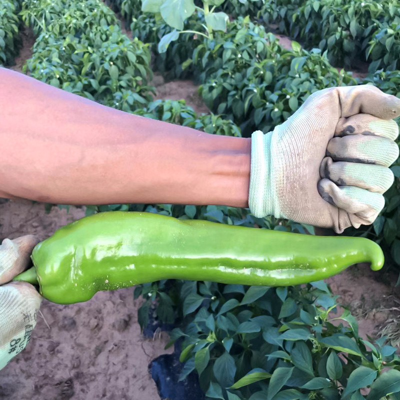 型大果尖椒早熟寿光春冬季菜种籽菜籽 东北大汉牛角椒种子50粒x3包