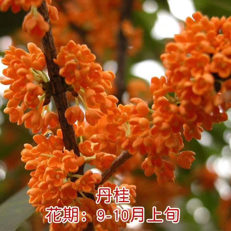 【精选绿植】桂花树苗盆栽室内四季开花植物浓香型嫁接金桂丹桂沉香桂