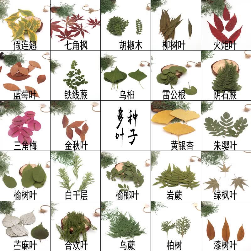 宇枫悦多种天然植物标本干树叶合集 树叶diy贴画材料幼儿园手工书签