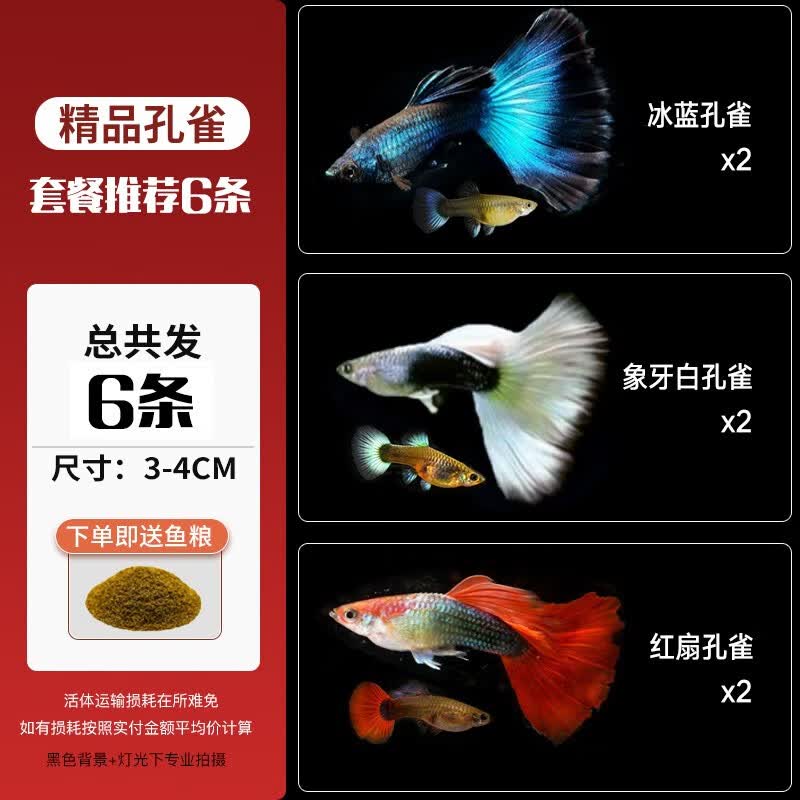 卡奇鱼 孔雀鱼 凤尾鱼 胎生鱼 热带观赏鱼淡水活体鱼小型鱼纯种好养易活 孔雀鱼套餐A（图片所示）属于什么档次？