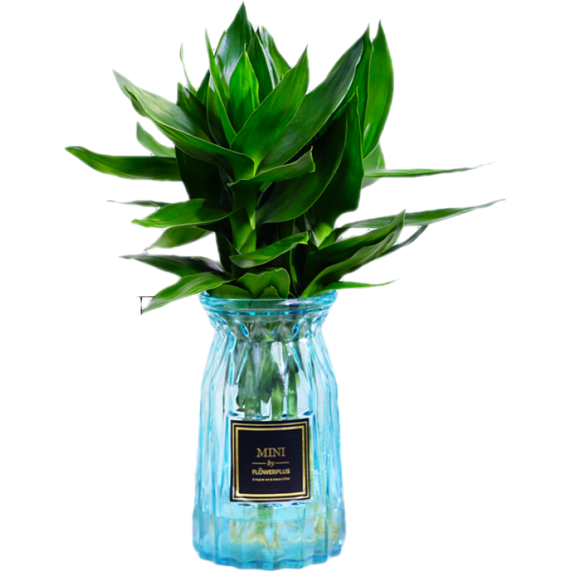 繽賢觀音竹富貴竹水培植物帶根綠植辦公室內(nèi)盆栽轉(zhuǎn)運(yùn)竹帶好養(yǎng)水養(yǎng)玻璃 觀音竹3棵(折紙玻璃藍(lán))+液 帶盆栽好