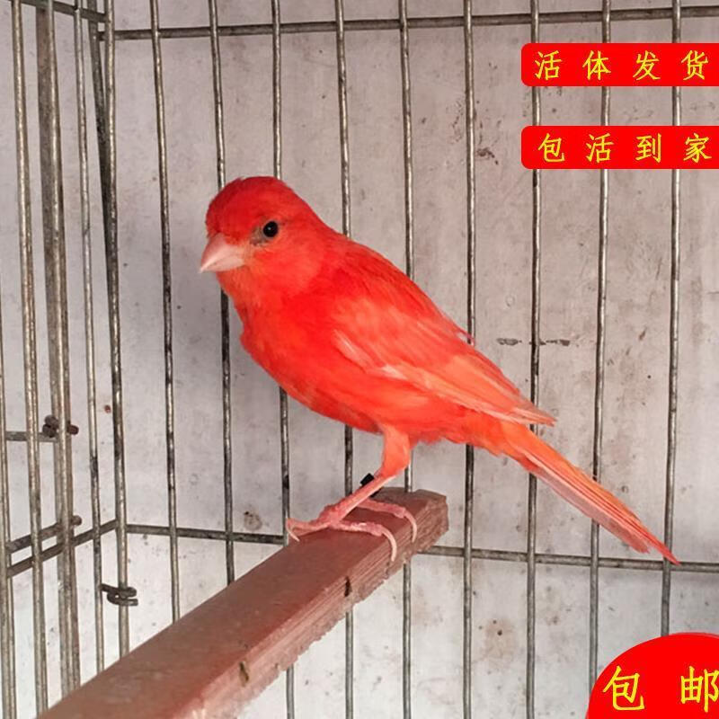 芙蓉活体玉鸟绿桂皮鸟山东黄玉鸟白玉鸣唱鸟辣椒红玉鸟扬州黄玉鸟 级