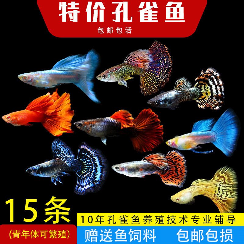 哪里可以查询水族活体历史价格|水族活体价格比较