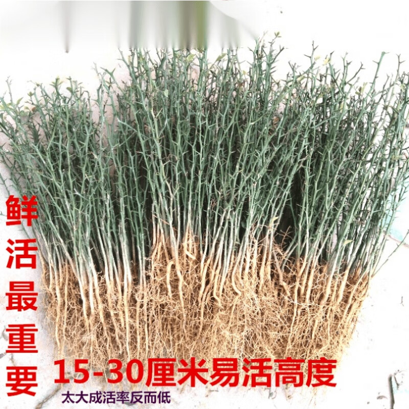 耀强带刺篱笆墙树苗,菜园果园造刺树木墙,陈刺苗,枳苗带刺植物 大苗