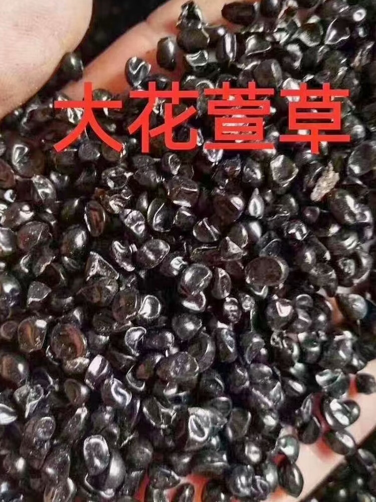 芗苒大花萱草种子四季花籽种籽籽 大花萱草种子一斤