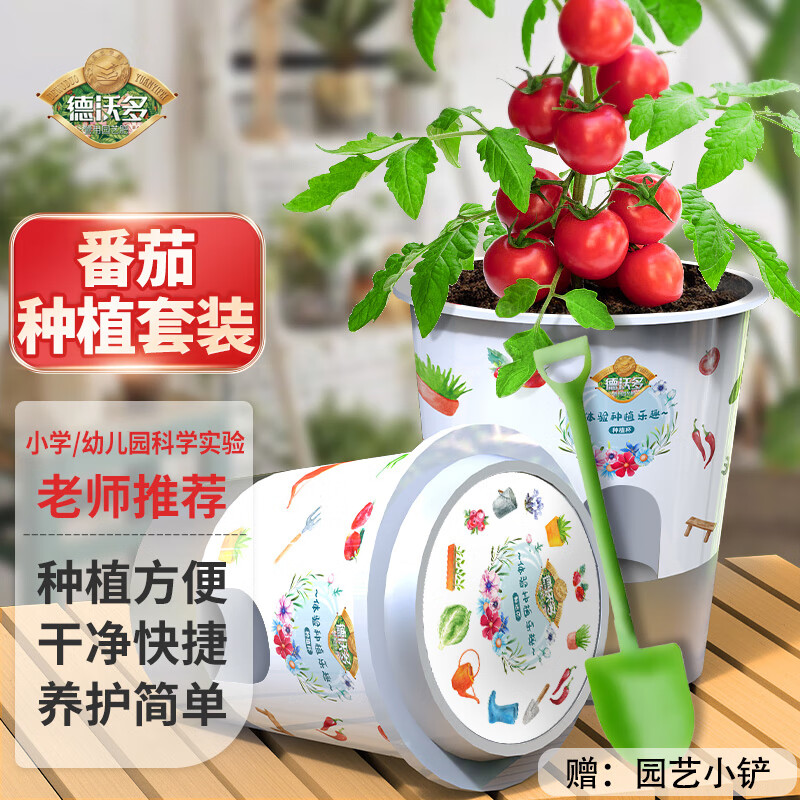 德沃多番茄种子DIY儿童趣味种植盆栽套装学生植物观察幼儿园圣女果