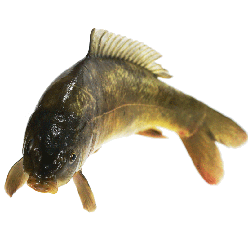 太朴有机会【顺丰空运】天然活水鱼 淡水鱼 松浦镜鲤 刺少肉嫩新鲜