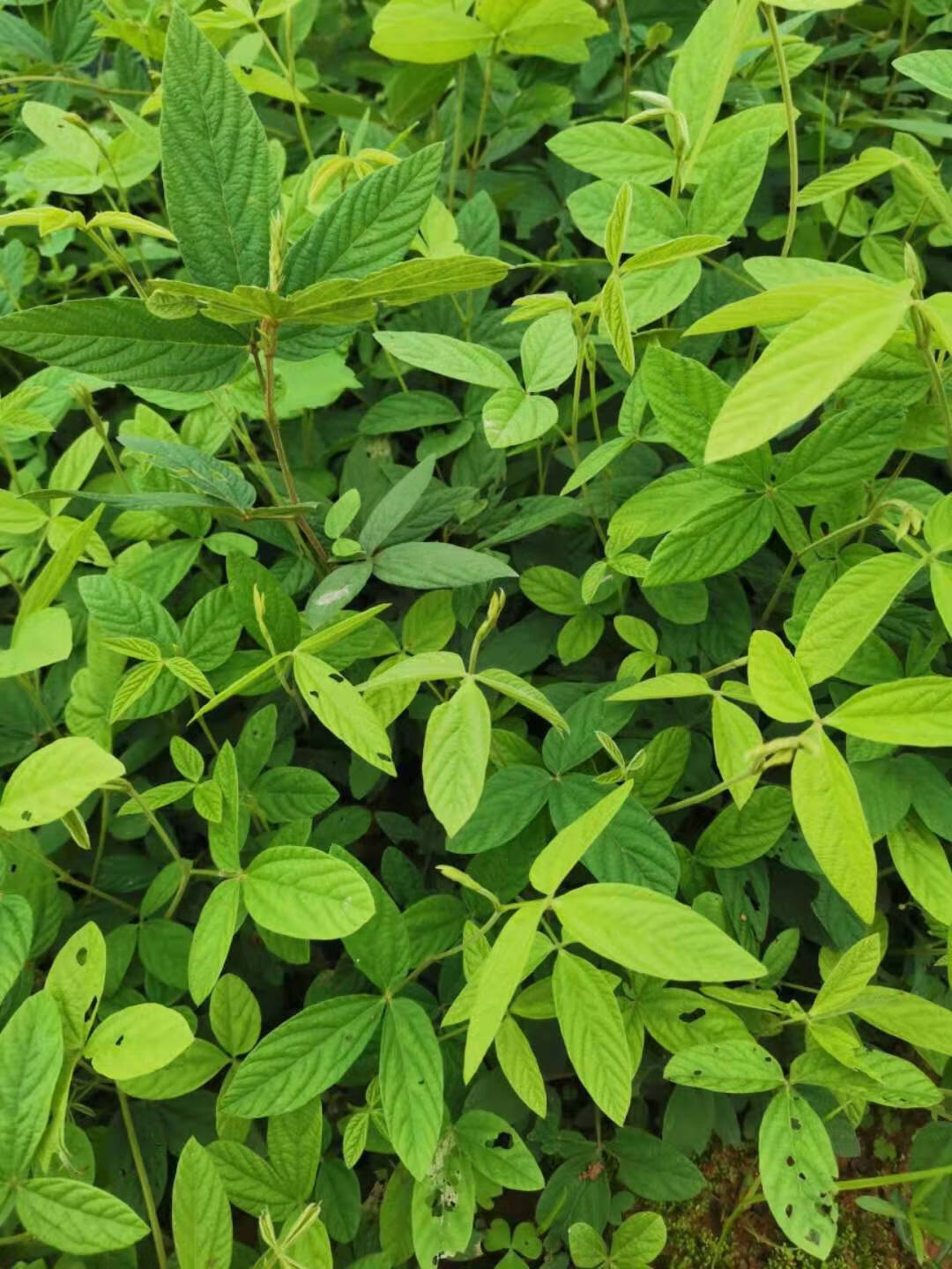 姒桀大叶千斤拔一条根小叶千金拔树苗中草药籽 大叶半斤