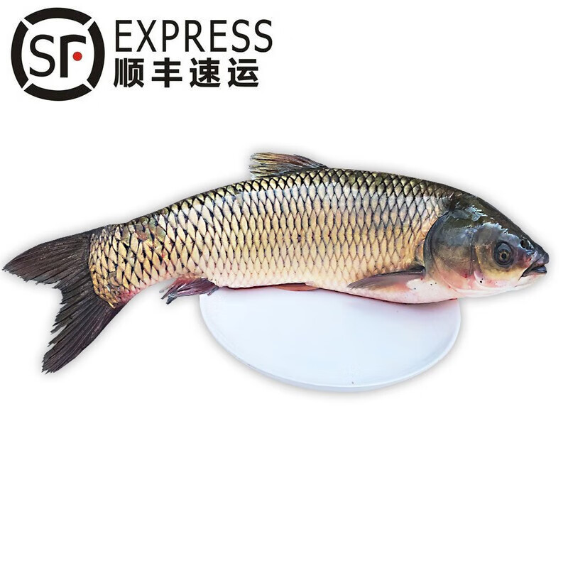 lism生态草鱼 草混 混子 青鱼 渔民自然捕获整条鱼鲜活鱼现杀 (净膛前