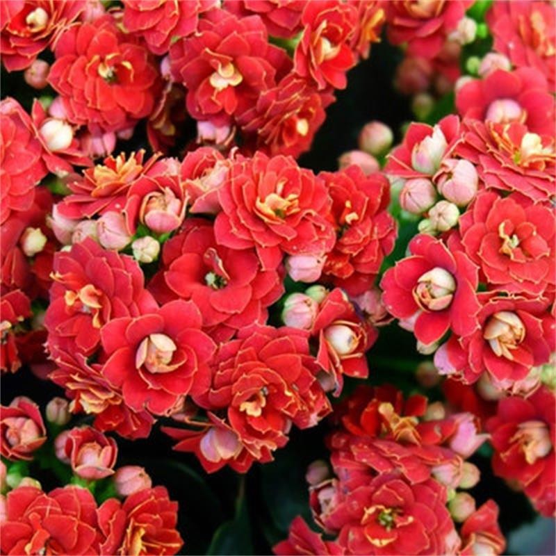 长寿花开花重瓣绿植水养植物盆栽四季观花盆栽植物 中国红长寿花 不含