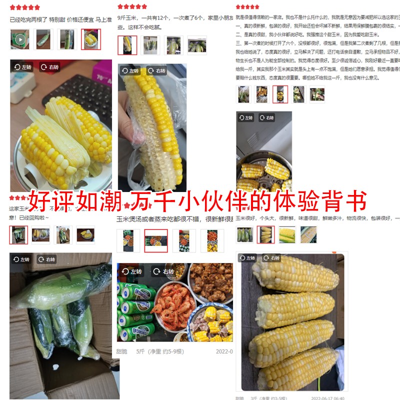 滇味十足（DIANWEISHIZU）水果玉米 云南金银双色鲜玉米 甜玉米玉米棒水果蔬菜金银玉米 净重2斤【约2-3根】