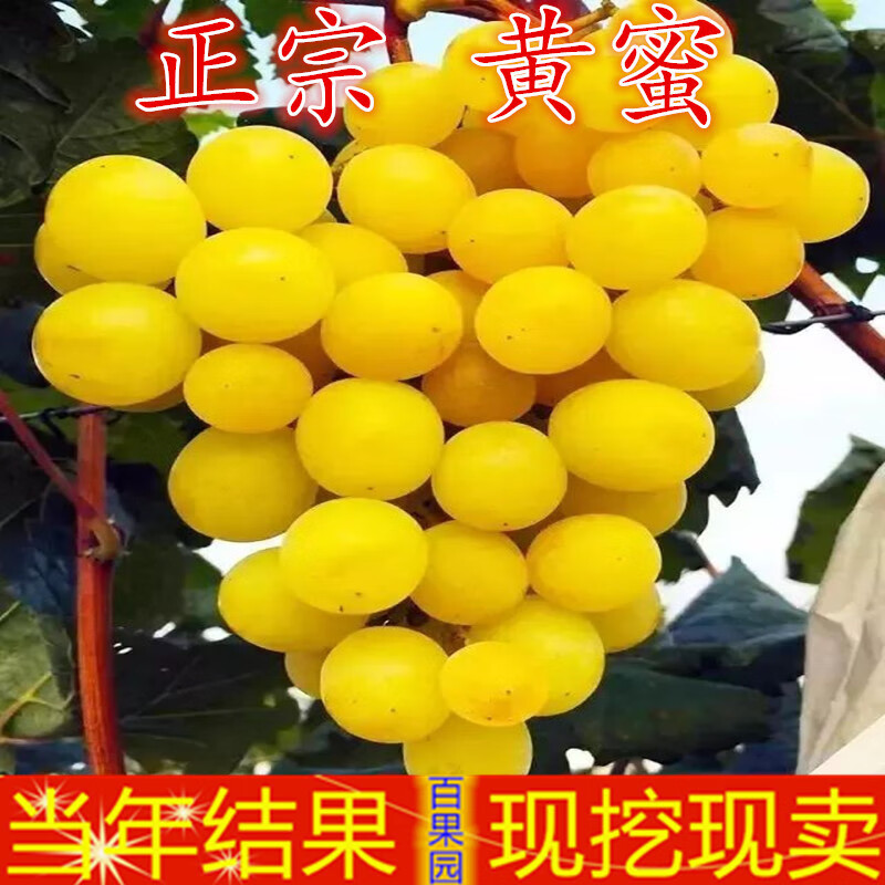 沪乾黄蜜葡萄树苗早熟无核香甜黄玉葡萄苖盆栽地栽南方北方当年结果苗
