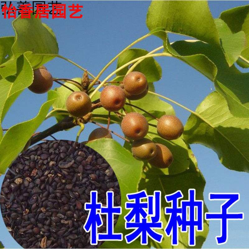芗苒 新采杜梨种子 棠梨树种子小粒海棠梨野梨子土梨 嫁接品种梨树