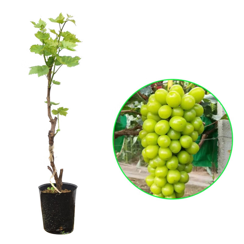 哪里能看到京东苗木准确历史价格|苗木价格走势