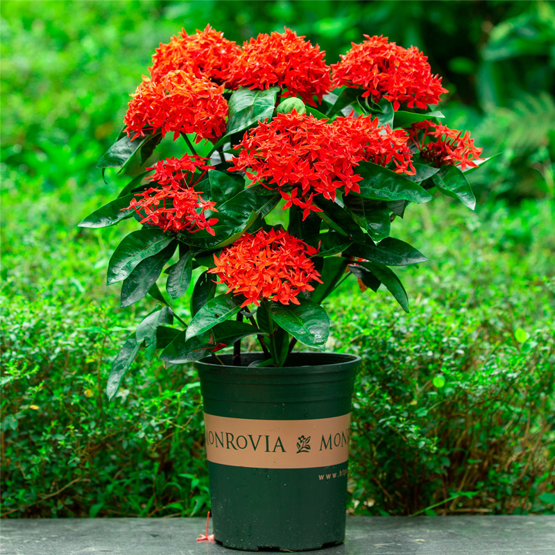 龙船花盆栽室外庭院花园室内阳台四季开花植物绣球花卉绿植苗好养