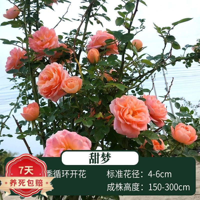  ǾޱͥԺٱ¼ǽֲﻨõ  1-1.3׸߶ 32Ԫ