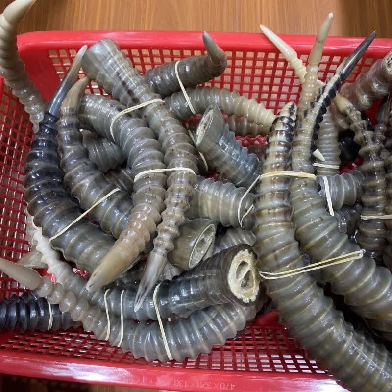 羚羊角整根外蒙羚羊山羊角丝羊角山羊角丝整根羊角创意送礼摆件 一根