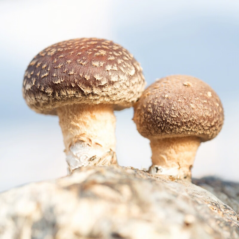 北蔬 香菇菌种菌包 可食用蘑菇 香菇种植包 1个(约1kg)