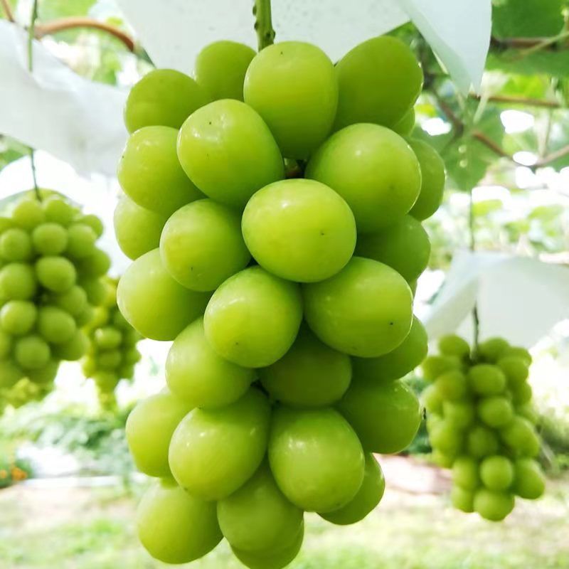 (顺丰空运-多地次日达)现摘云南阳光玫瑰 晴王香印青提 无籽葡萄 应季