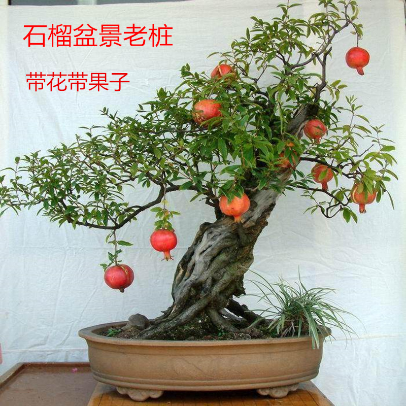 石榴盆景老桩盆栽精品造型容易开花植物室内室外办公室观花观果 盆栽