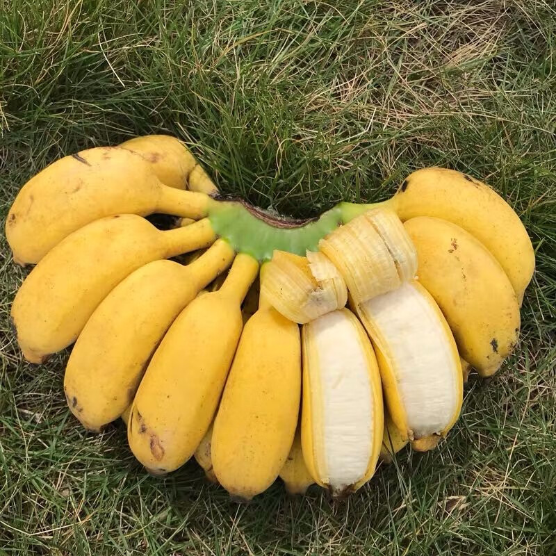 香蕉 新鲜水果 广西小米蕉 小芭蕉 小香蕉 大香蕉 苹果蕉 现摘现发 需催熟 小米蕉9斤