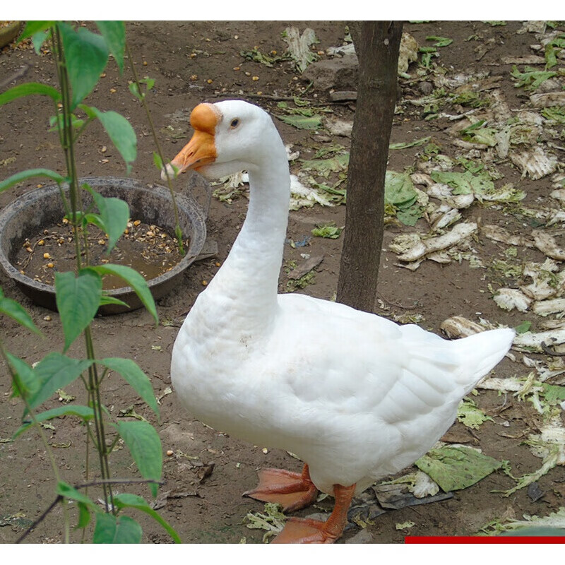 虎钢馋味巴哥老鹅农家草鹅 老鹅大白鹅 新鲜鹅肉 笨鹅 柴鹅 土鹅