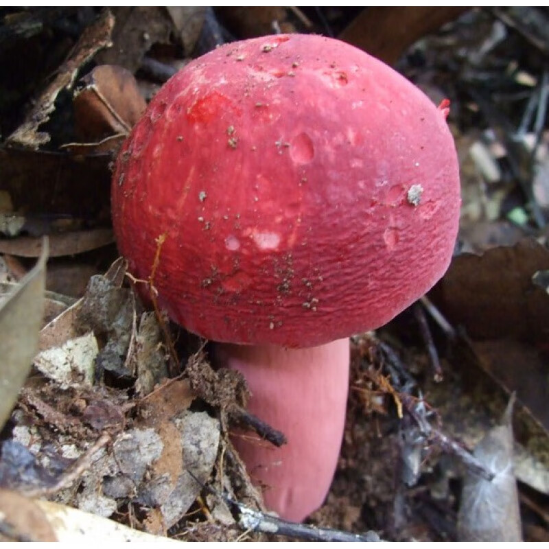 真红菇和假红菇图图片