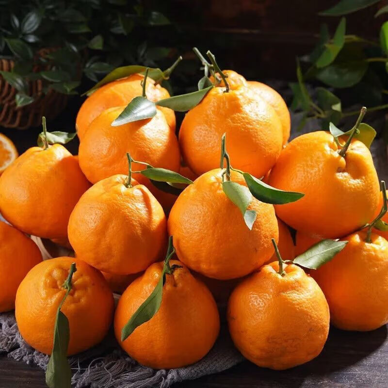 鲜乐季【京鲜配送】正宗四川丑橘耙耙柑10斤现发春见耙耙柑新鲜酸甜